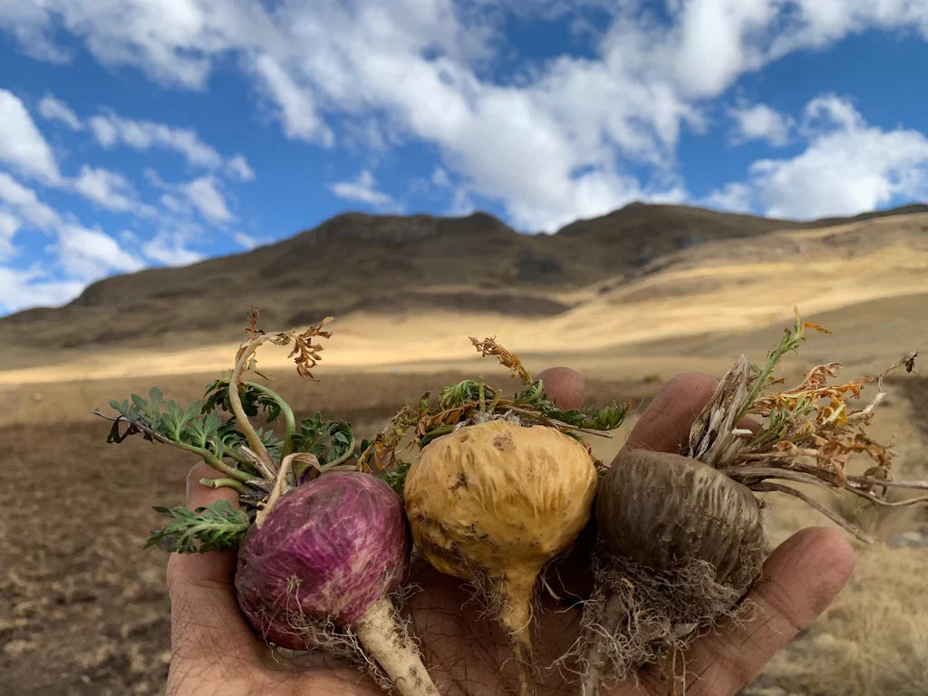 maca deluxesupps